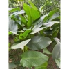 100 lá Rong Nếp size 25 cm - Dùng cho bánh trưng, bánh tét, giá 155.000 VND 6