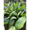 100 nếp lá to đẹp 23-27cm, giá 140.000đ, khuyến mãi, chất lượng cao, dày dặn, thích hợp trang trí