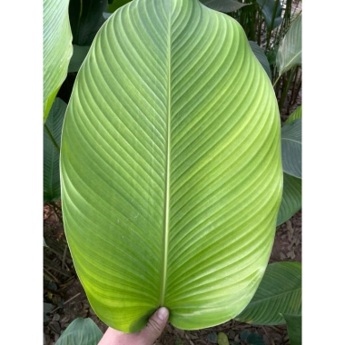 100 nếp lá to đẹp 23-27cm, giá 140.000đ, khuyến mãi, chất lượng cao, dày dặn, thích hợp trang trí 2