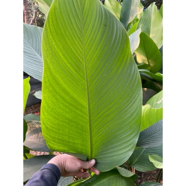 100 nếp lá to đẹp 23-27cm, giá 140.000đ, khuyến mãi, chất lượng cao, dày dặn, thích hợp trang trí 3