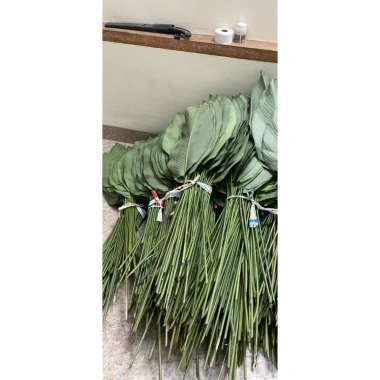 100 nếp lá to đẹp 23-27cm, giá 140.000đ, khuyến mãi, chất lượng cao, dày dặn, thích hợp trang trí 5