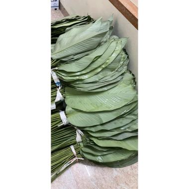 100 nếp lá to đẹp 23-27cm, giá 140.000đ, khuyến mãi, chất lượng cao, dày dặn, thích hợp trang trí 6
