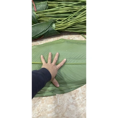 100 nếp lá to đẹp 23-27cm, giá 140.000đ, khuyến mãi, chất lượng cao, dày dặn, thích hợp trang trí 8