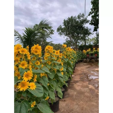 100g Hạt Giống Hoa Hướng Dương Siêu Bông Nảy Mầm Trên 95% - Giá Ưu Đãi 210.000đ 2 100g Hạt Giống Hoa Hướng Dương Siêu Bông Nảy Mầm Trên 95% - Giá Ưu Đãi 210.000đ 2
