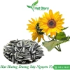 1kg Hạt Hướng Dương Sấy Nguyên Vị Nhập Khẩu - Hạt To, Ngon, Giá Giảm 59k 6