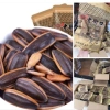 1kg Hướng Dương Caramen Bà Già - Giảm giá 65.000 VND, Ngon, Giòn, Dinh dưỡng 9
