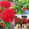 2 Cây Giống Hoa Mẫu Đơn Mỹ Bông Lớn Lâu Năm Cực Dễ Trồng Giá Ưu Đãi 24,500₫ 2