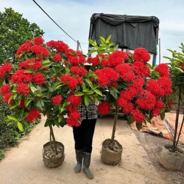 2 Cây Giống Hoa Mẫu Đơn Mỹ Bông Lớn Lâu Năm Cực Dễ Trồng Giá Ưu Đãi 24,500₫