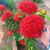 2 Cây Giống Hoa Mẫu Đơn Mỹ Bông Lớn Lâu Năm Cực Dễ Trồng Giá Ưu Đãi 24,500₫ 5