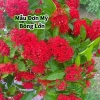 2 Cây Giống Hoa Mẫu Đơn Mỹ Bông Lớn Lâu Năm Cực Dễ Trồng Giá Ưu Đãi 24,500₫ 6