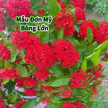 2 Cây Giống Hoa Mẫu Đơn Mỹ Bông Lớn Lâu Năm Cực Dễ Trồng Giá Ưu Đãi 24,500₫ 6 2 Cây Giống Hoa Mẫu Đơn Mỹ Bông Lớn Lâu Năm Cực Dễ Trồng Giá Ưu Đãi 24,500₫ 6