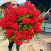 2 Cây Giống Hoa Mẫu Đơn Mỹ Bông Lớn Lâu Năm Cực Dễ Trồng Giá Ưu Đãi 24,500₫ 7