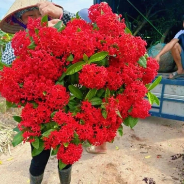 2 Cây Giống Hoa Mẫu Đơn Mỹ Bông Lớn Lâu Năm Cực Dễ Trồng Giá Ưu Đãi 24,500₫