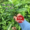 2 Cây Giống Hoa Mẫu Đơn Mỹ Bông Lớn Lâu Năm Cực Dễ Trồng Giá Ưu Đãi 24,500₫ 8