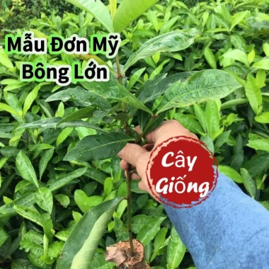 2 Cây Giống Hoa Mẫu Đơn Mỹ Bông Lớn Lâu Năm Cực Dễ Trồng Giá Ưu Đãi 24,500₫