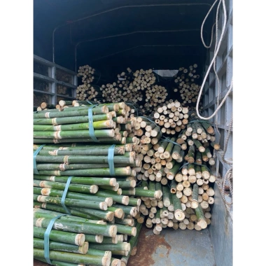 2 ống cây Giang tươi lạt gói bánh, chẻ tăm - Giá chỉ 10.000đ, giảm từ 13.000đ, tươi ngon, tiện lợi cho bữa tiệc