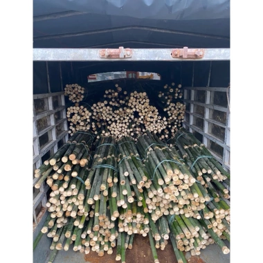 2 ống cây Giang tươi lạt gói bánh, chẻ tăm - Giá chỉ 10.000đ, giảm từ 13.000đ, tươi ngon, tiện lợi cho bữa tiệc