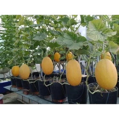 20 Hạt Dưa Lưới Vàng Siêu Ngọt - Giá chỉ 15.000đ, giảm còn 15.000đ, hương vị tươi mát, ăn liền thơm ngon 3