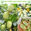 20 hạt giống dưa leo ngọc nữ tặng kèm phân bón, giá 9.800đ, trồng dễ, thu hoạch nhanh