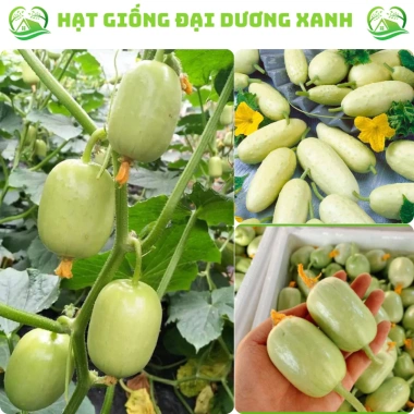20 hạt giống dưa leo ngọc nữ tặng kèm phân bón, giá 9.800đ, trồng dễ, thu hoạch nhanh