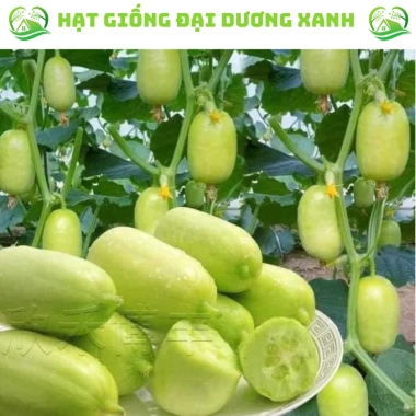 20 hạt giống dưa leo ngọc nữ tặng kèm phân bón, giá 9.800đ, trồng dễ, thu hoạch nhanh 2 20 hạt giống dưa leo ngọc nữ tặng kèm phân bón, giá 9.800đ, trồng dễ, thu hoạch nhanh 2