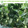 20 hạt giống dưa leo ngọc nữ tặng kèm phân bón, giá 9.800đ, trồng dễ, thu hoạch nhanh 3