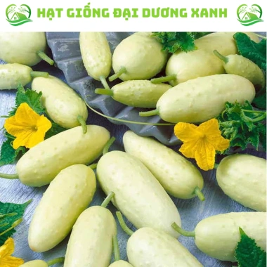 20 hạt giống dưa leo ngọc nữ tặng kèm phân bón, giá 9.800đ, trồng dễ, thu hoạch nhanh