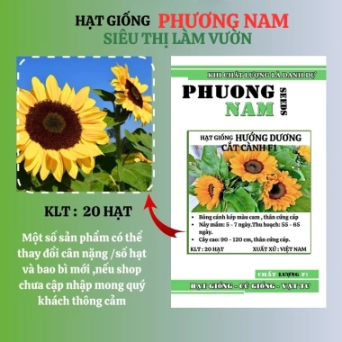 20 hạt giống hoa hướng dương cắt cành nhụy đen F1 - Op Phương Nam, chỉ 16.900₫