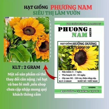 20 hạt giống hoa hướng dương cắt cành nhụy đen F1 - Op Phương Nam, chỉ 16.900₫