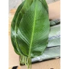 20 lá dong vừa nhà cho bánh chưng, bánh giò, bánh tét - Giá giảm 40.000₫