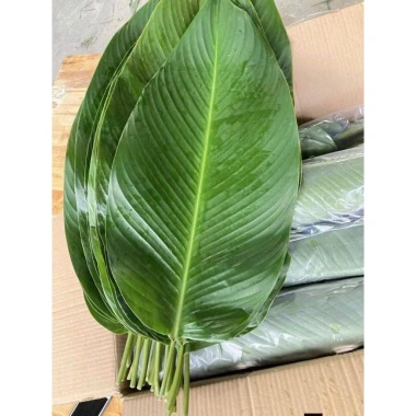 20 lá dong vừa nhà cho bánh chưng, bánh giò, bánh tét - Giá giảm 40.000₫