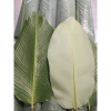 20 lá dong vừa nhà cho bánh chưng, bánh giò, bánh tét - Giá giảm 40.000₫ 2
