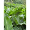 20 lá dong vừa nhà cho bánh chưng, bánh giò, bánh tét - Giá giảm 40.000₫ 3