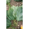 20 lá dong vừa nhà cho bánh chưng, bánh giò, bánh tét - Giá giảm 40.000₫ 4