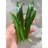 200 lá cây bao tử (linh chi thảo) - Giá ưu đãi 160.000đ, hỗ trợ tiêu hoá, tốt cho dạ dày 3