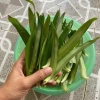 30-50 lá Cây Cỏ Bao Tử Linh Chi Thảo - Hỗ trợ tiêu hoá, giảm cân, chỉ 25.000đ