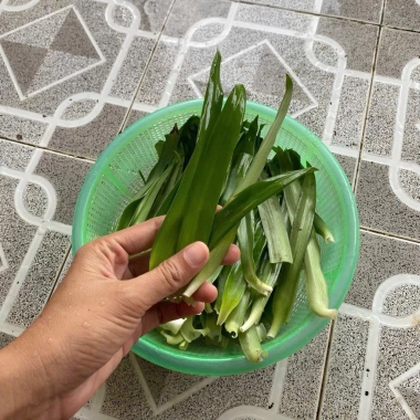 30-50 lá Cây Cỏ Bao Tử Linh Chi Thảo - Hỗ trợ tiêu hoá, giảm cân, chỉ 25.000đ 2
