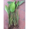 5 Cây Giống Lá Dong Gói Bánh Chưng, Bánh Nếp - Chuẩn, Sống Lâu, 30.000₫