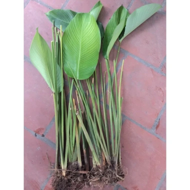 5 Cây Giống Lá Dong Gói Bánh Chưng, Bánh Nếp - Chuẩn, Sống Lâu, 30.000₫