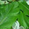5 Cây Giống Lá Dong Gói Bánh Chưng, Bánh Nếp - Chuẩn, Sống Lâu, 30.000₫ 2