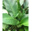 5 Cây Giống Lá Dong Gói Bánh Chưng, Bánh Nếp - Chuẩn, Sống Lâu, 30.000₫ 3