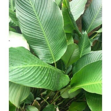 5 Cây Giống Lá Dong Gói Bánh Chưng, Bánh Nếp - Chuẩn, Sống Lâu, 30.000₫