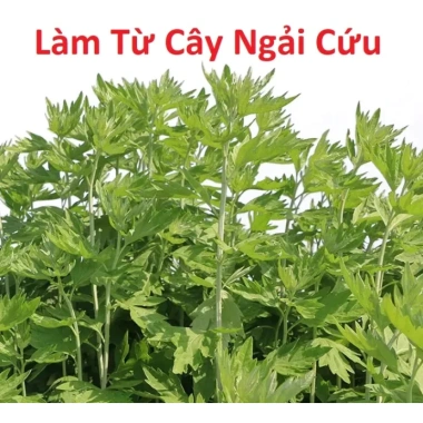 5 Cây Nhang Đuổi Muỗi Tự Nhiên Ngải Cứu An Toàn + Đế Gỗ - Chỉ 23.500đ