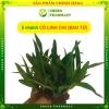 5 Nhánh Linh Chi Thảo (Cây Dạ Dày) - Cây Khỏe Dễ Trồng, Dễ Chăm Sóc, Hỗ Trợ Viêm Loét Dạ Dày, Giá 50.000 VND