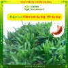 5 Nhánh Linh Chi Thảo (Cây Dạ Dày) - Cây Khỏe Dễ Trồng, Dễ Chăm Sóc, Hỗ Trợ Viêm Loét Dạ Dày, Giá 50.000 VND 2