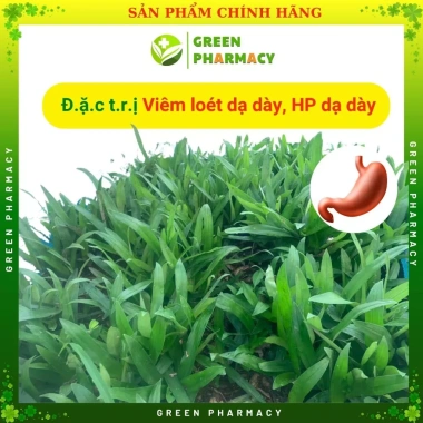 5 Nhánh Linh Chi Thảo (Cây Dạ Dày) - Cây Khỏe Dễ Trồng, Dễ Chăm Sóc, Hỗ Trợ Viêm Loét Dạ Dày, Giá 50.000 VND 2