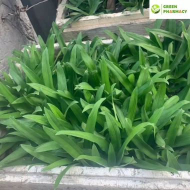 5 Nhánh Linh Chi Thảo (Cây Dạ Dày) - Cây Khỏe Dễ Trồng, Dễ Chăm Sóc, Hỗ Trợ Viêm Loét Dạ Dày, Giá 50.000 VND 3