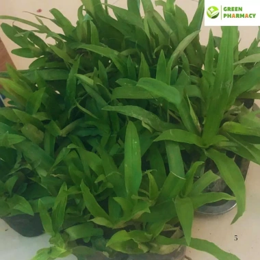 5 Nhánh Linh Chi Thảo (Cây Dạ Dày) - Cây Khỏe Dễ Trồng, Dễ Chăm Sóc, Hỗ Trợ Viêm Loét Dạ Dày, Giá 50.000 VND 5