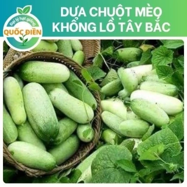 50 hạt giống Dưa chuột mèo khổng lồ Tây Bắc - Giá 9.500₫, thu hoạch dày dặn