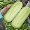 50 hạt giống Dưa chuột mèo khổng lồ Tây Bắc - Giá 9.500₫, thu hoạch dày dặn 3